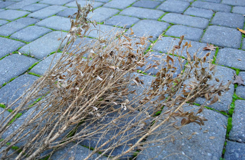 Dead Boxwood