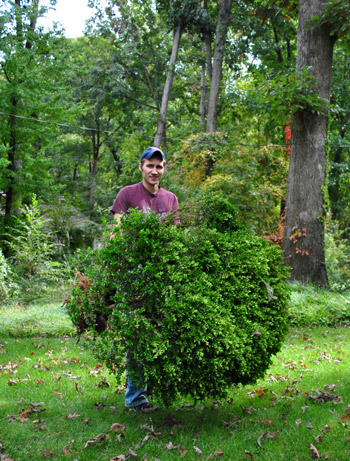 Transplanted Bush