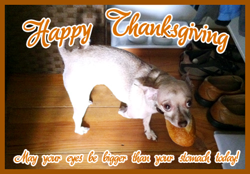 Thanksgiving greeting with chihuahua holding a mouthful of bread