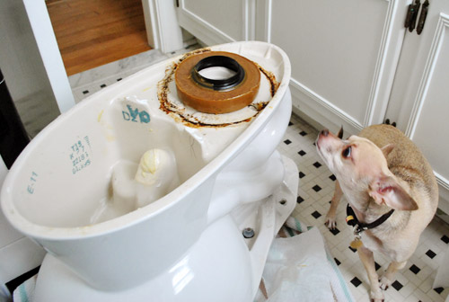 New wax ring applied to underside of toilet bowl with chihuahua in background