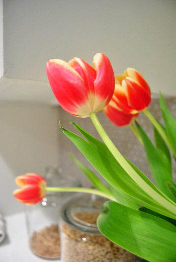 Tulips Detail