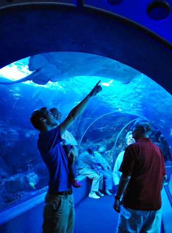 HI2 Aquarium J C Tunnel