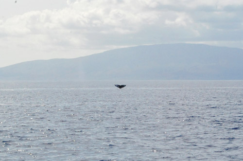 HI2 Whale Tail Alert