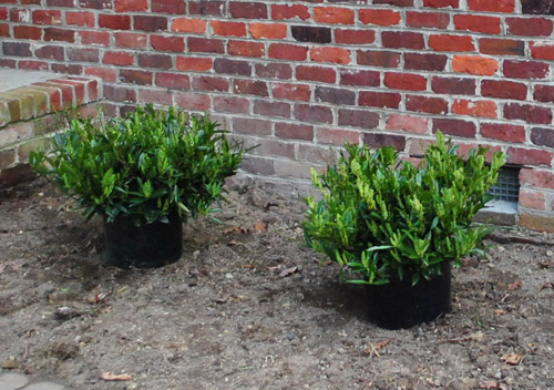 New Bushes