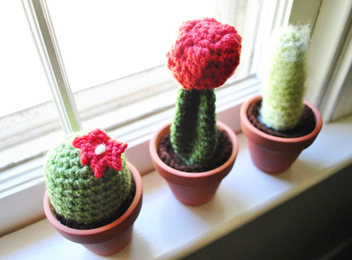 BadaBing Cacti At Home