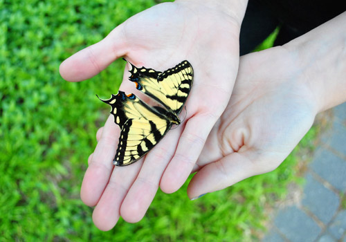 The Butterfly Company: Preserved Dried Butterflies & Insects