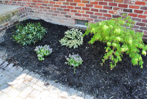 Planting Progress: Bushes, Flowers, & A Dwarf Maple | Young House Love