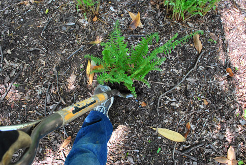 Grass 11 Digging Up Ferns