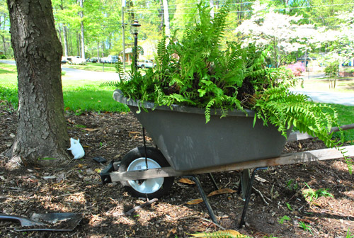 Grass 12 Fern Wheelbarrow