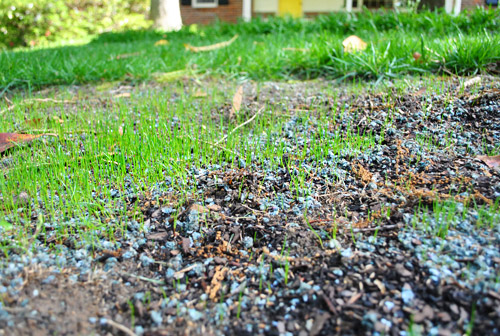 Grass 14 Starting To Come UP