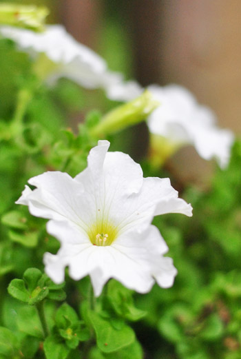 Plants 17 Petunias Close