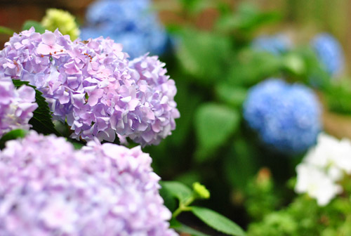 Plants 5 Hydrangeas Close