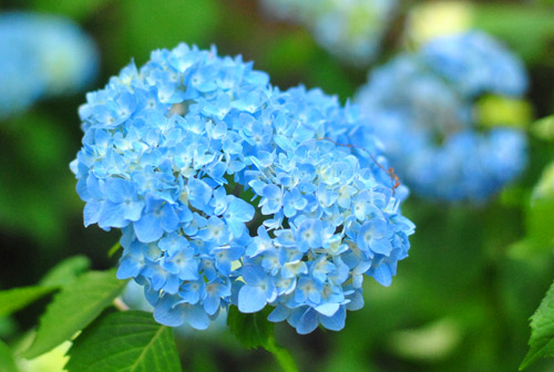 Adirondack Hydrangea