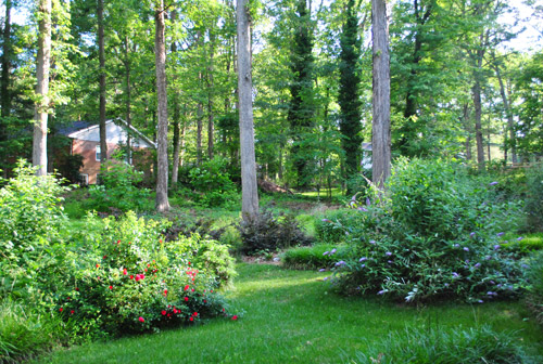 Wooded backyard makeover