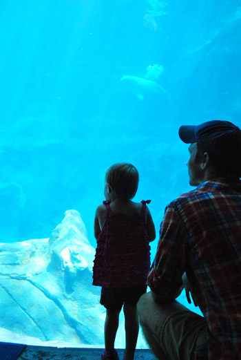 georgia aquarium with a toddler beluga tank