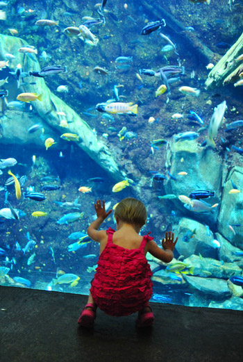 georgia aquarium fish tank with toddler