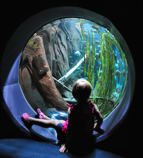 georgia aquarium toddler viewing fish