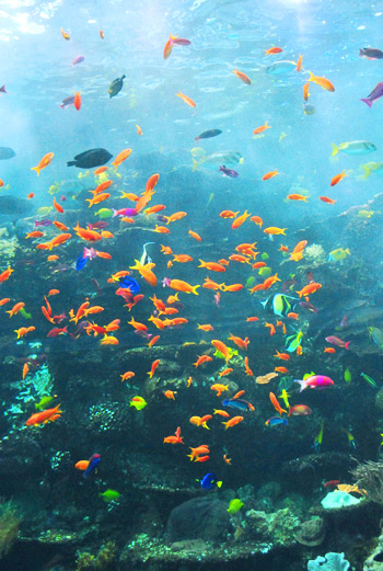 georgia aquarium colorful tropical fish