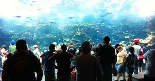 georgia aquarium giant tropical fish tank