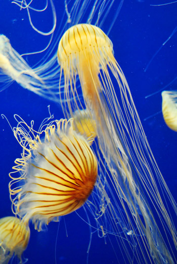 georgia aquarium jellyfish up close