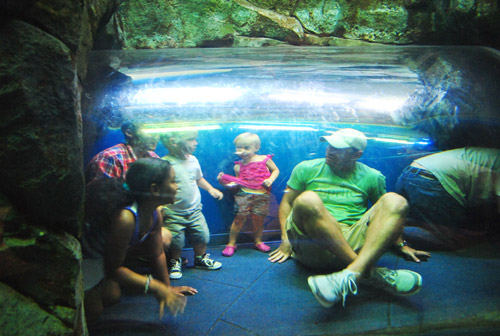 georgia aquarium underwater tube
