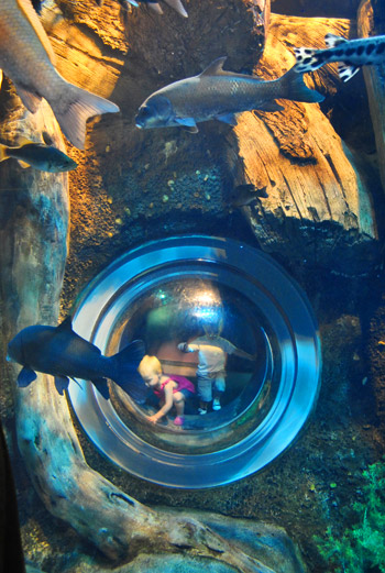 georgia aquarium fish eye porthole