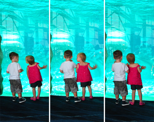 georgia aquarium toddlers at dolphin tank