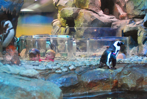 Bowers Aquarium Penguin Bubble