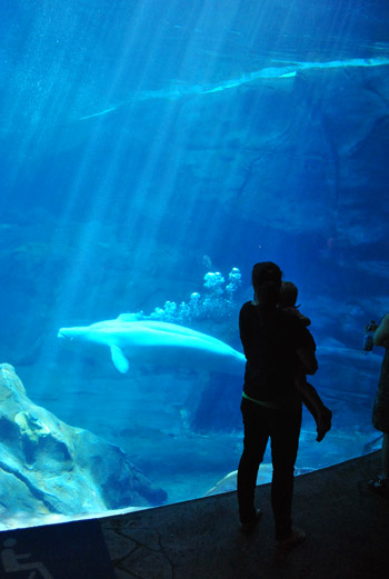 georgia aquarium beluga whales