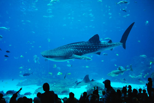 georgia aquariums whale shark tank