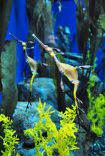 georgia aquarium seahorses up close