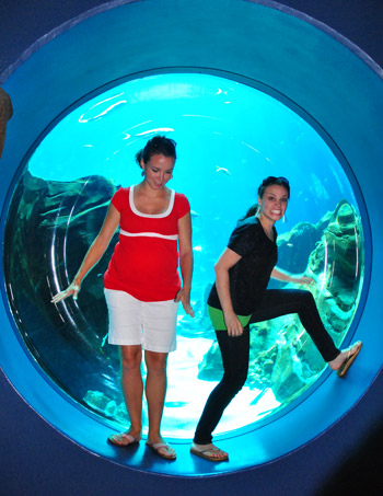 georgia aquarium adults in porthole viewing