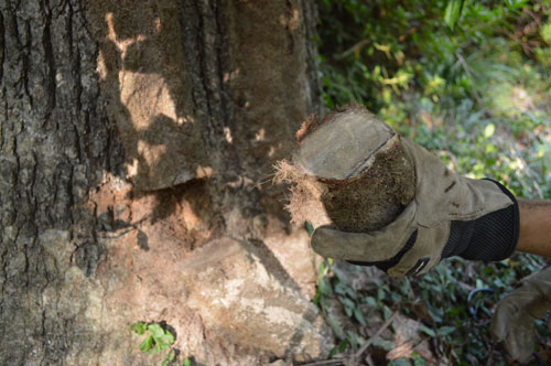 2 Cutting Root3