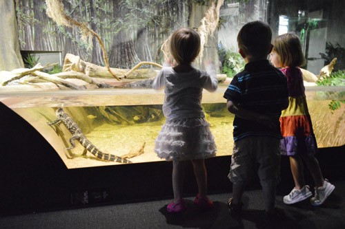 DC 1 Aquarium Alligator