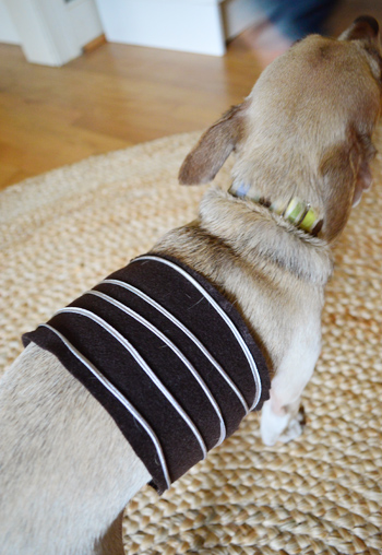 Homemade slinky dog store costume