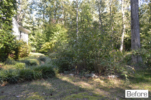 Before Photo Of OVergrown Backyard With Butterfly Bush