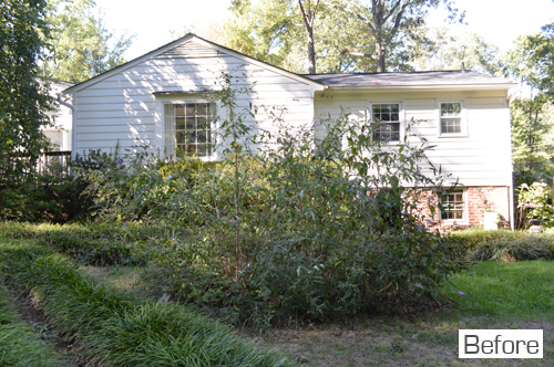 Before Photo Of Backyard With Overgrown Butterfly Bush Looking Towards Back of Brick Ranch