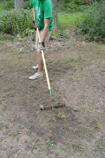 Seeding Lawn1