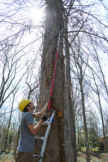 Vine Removal5