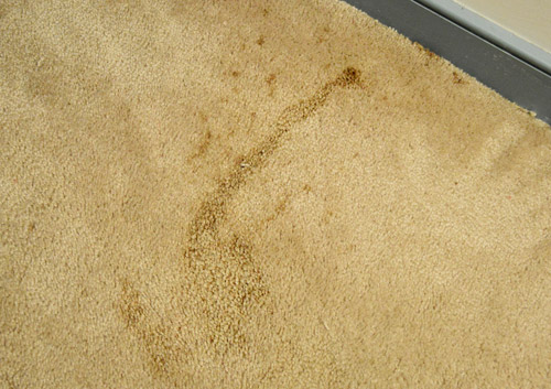 How to Remove Carpet in 5 Easy Steps - This Old House