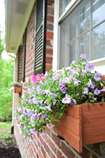 Window Boxes 12 After Purple Detail