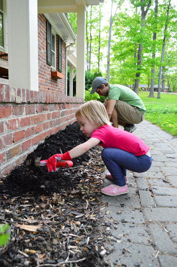 Window Boxes 7 Clara Mulching 2