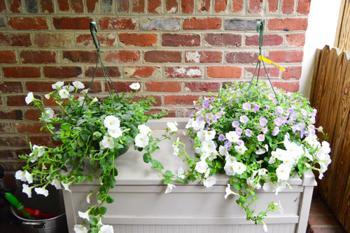 Window Boxes 8 Hanging Basket