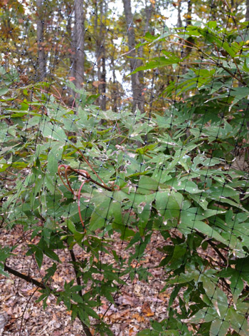 Netted Tree Detail