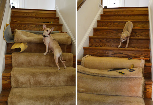 Removing Old Stair Carpet (And 600 Staples)