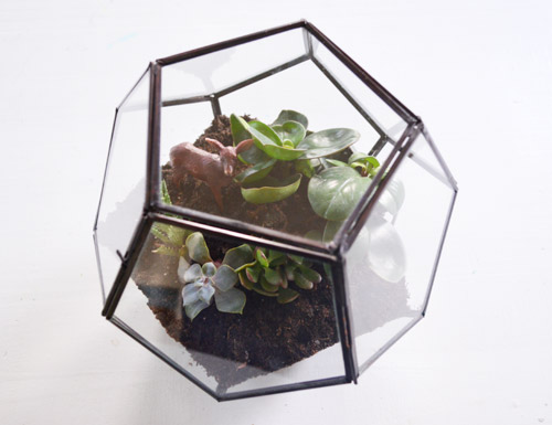 Terrarium Done Hero