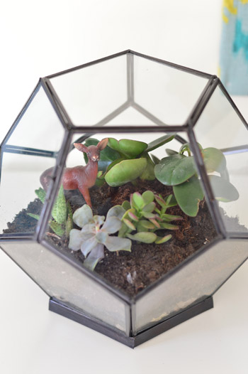 Making A Tabletop Terrarium