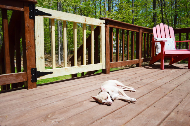 Chihuahua Dog Laying In Sun On Deck Next To Completed DIY Deck Gate