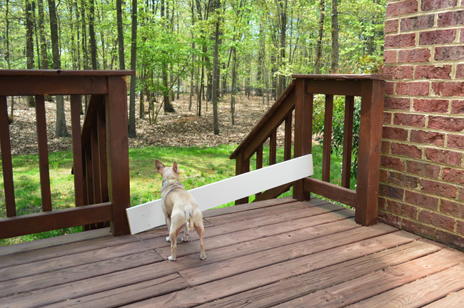 Wood Board Scrap Placed In Front Of Deck Railing To Keep Dog From Running Away