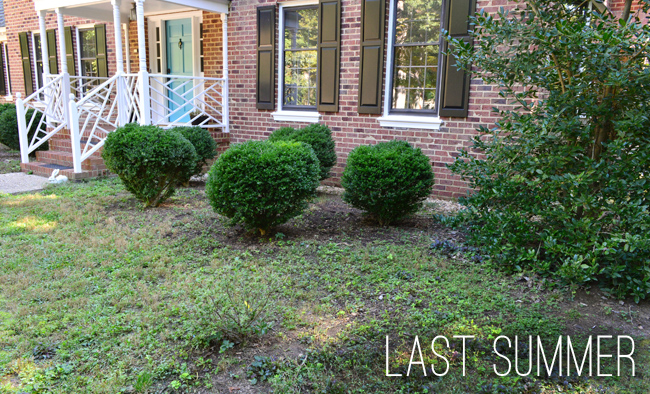 Overgrown Boxwood Mulch Planting Beds In Front Of Brick Colonial Home